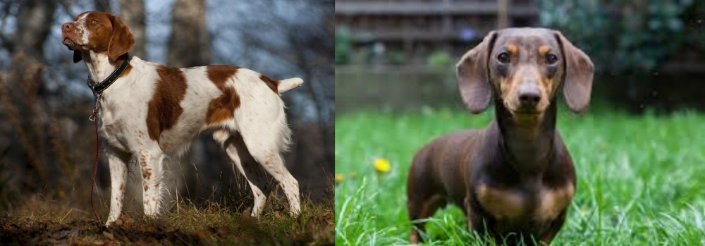 Miniature Dachshund vs Brittany - Breed Comparison