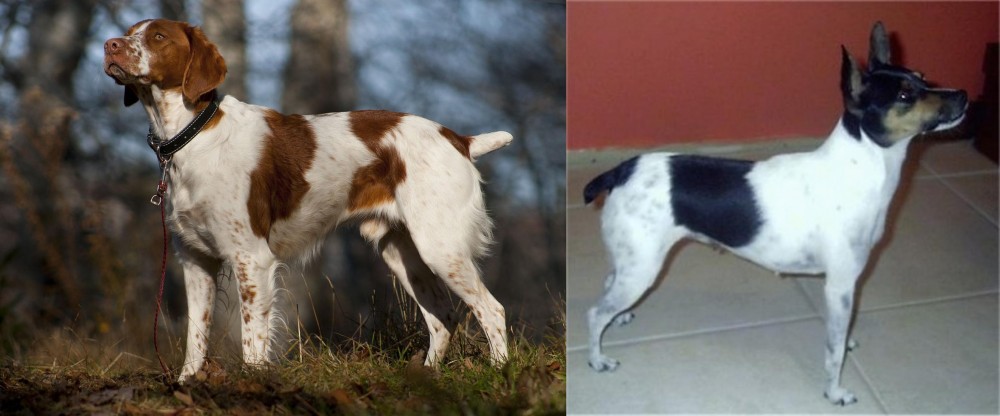 Miniature Fox Terrier vs Brittany - Breed Comparison
