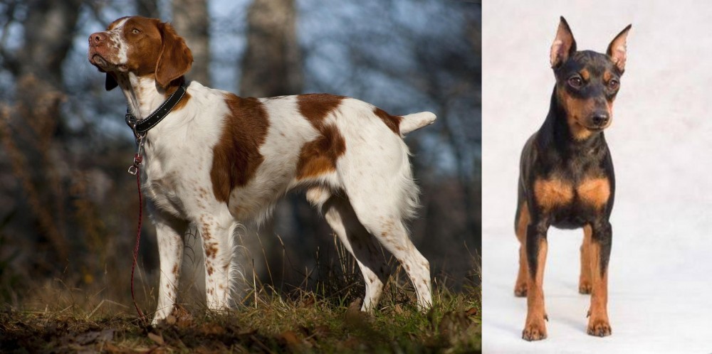 Miniature Pinscher vs Brittany - Breed Comparison