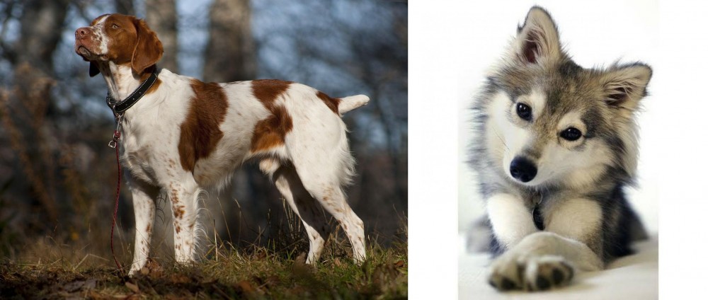 Miniature Siberian Husky vs Brittany - Breed Comparison