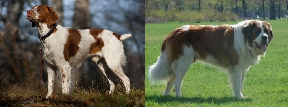 Moscow Watchdog vs Brittany - Breed Comparison