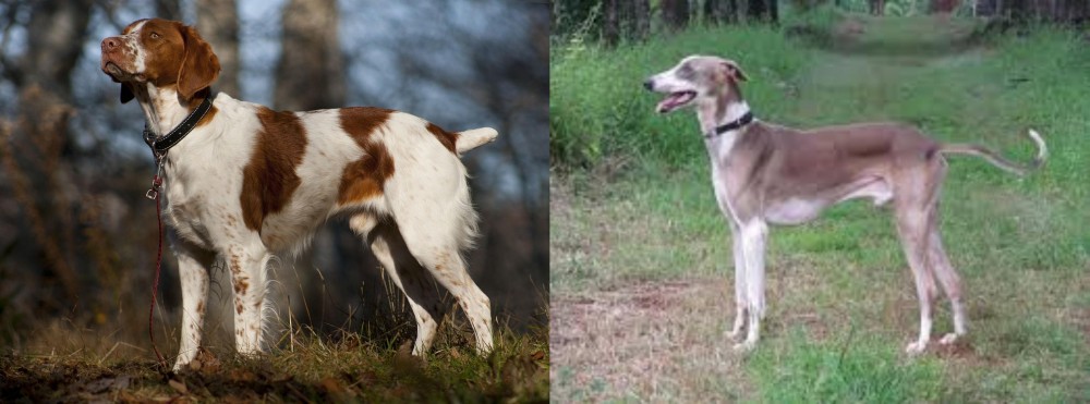 Mudhol Hound vs Brittany - Breed Comparison