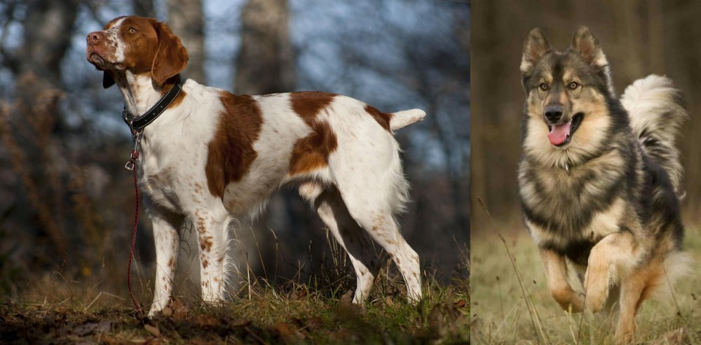 Native American Indian Dog vs Brittany - Breed Comparison