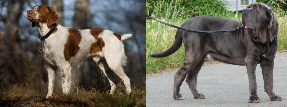 Neapolitan Mastiff vs Brittany - Breed Comparison