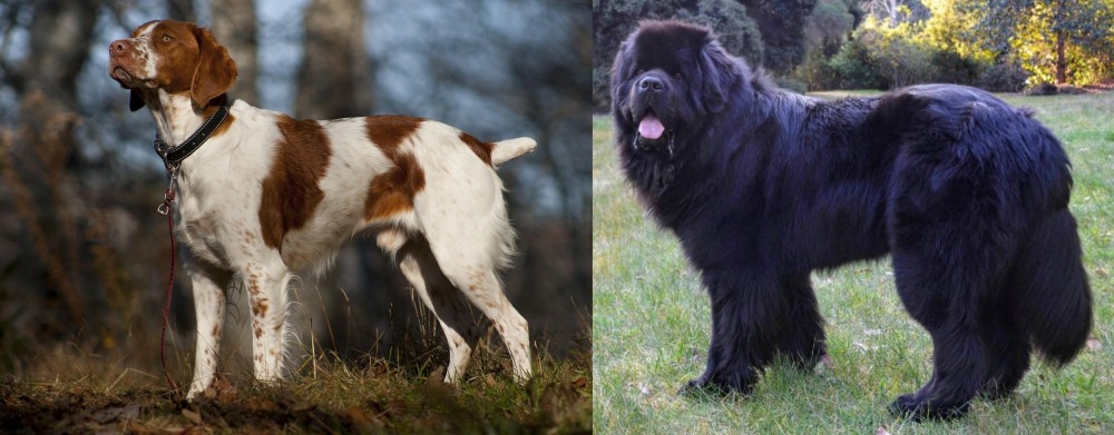 Newfoundland Dog vs Brittany - Breed Comparison