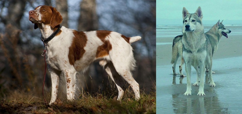 Northern Inuit Dog vs Brittany - Breed Comparison