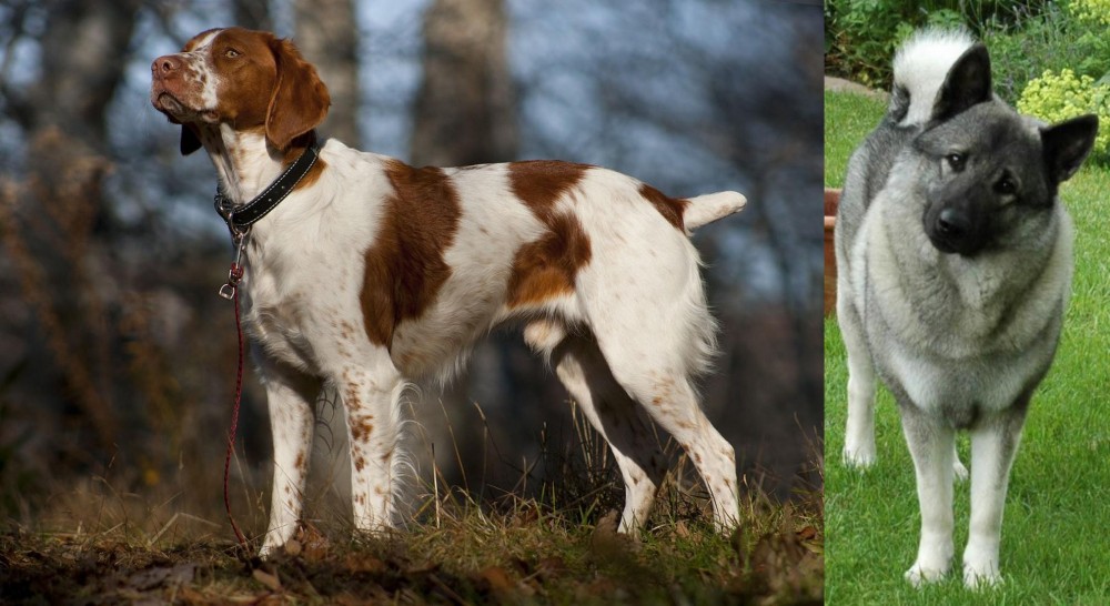 Norwegian Elkhound vs Brittany - Breed Comparison