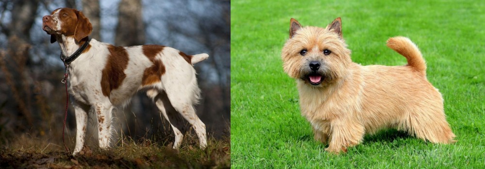 Norwich Terrier vs Brittany - Breed Comparison