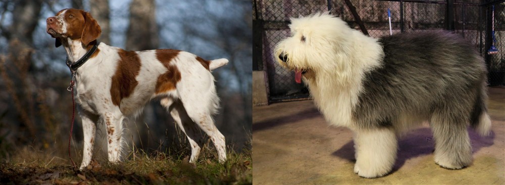 Old English Sheepdog vs Brittany - Breed Comparison