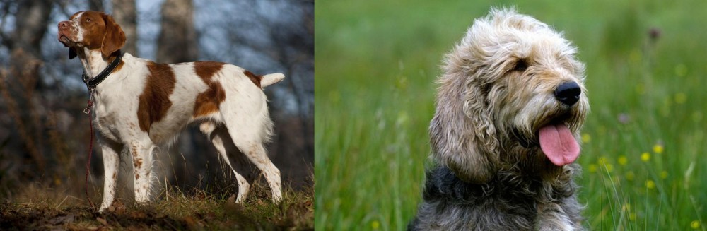Otterhound vs Brittany - Breed Comparison