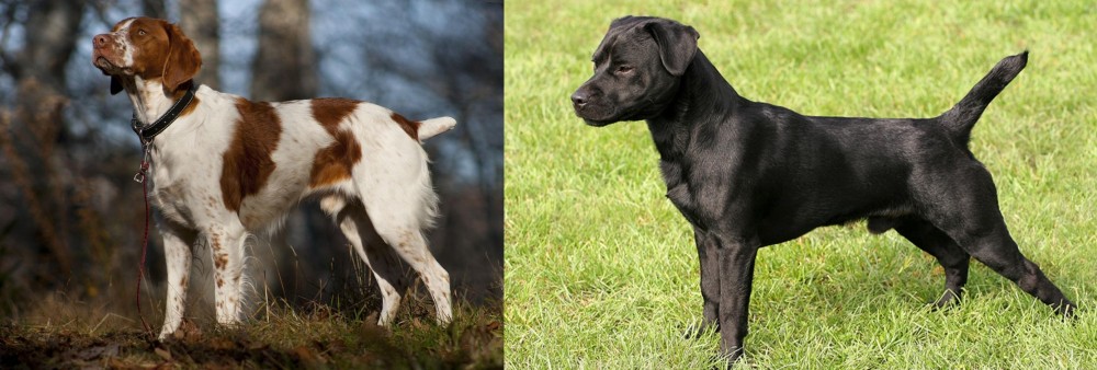 Patterdale Terrier vs Brittany - Breed Comparison