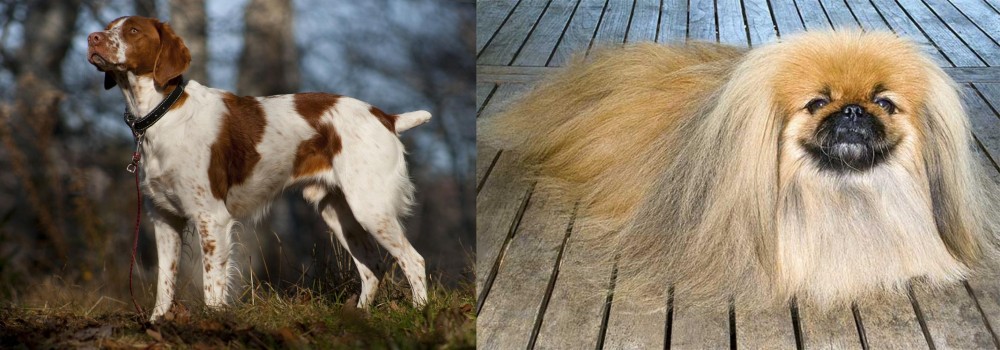 Pekingese vs Brittany - Breed Comparison