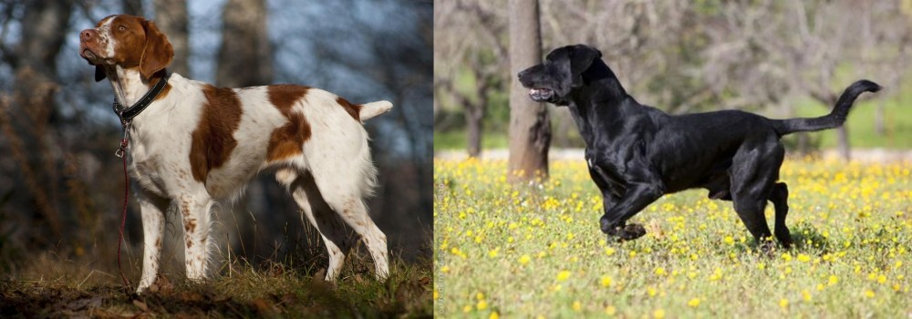 Perro de Pastor Mallorquin vs Brittany - Breed Comparison