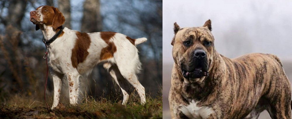 Perro de Presa Canario vs Brittany - Breed Comparison