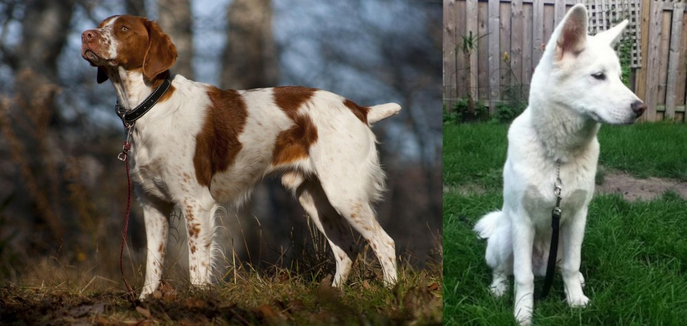 Phung San vs Brittany - Breed Comparison
