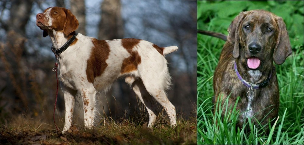 Plott Hound vs Brittany - Breed Comparison