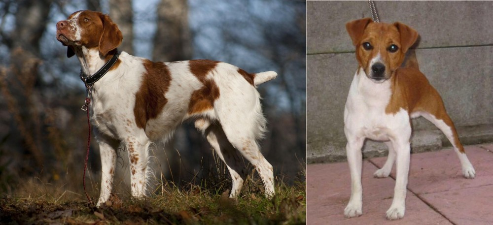 Plummer Terrier vs Brittany - Breed Comparison