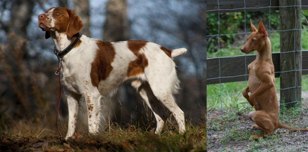 Podenco Andaluz vs Brittany - Breed Comparison