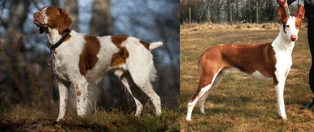 Podenco Canario vs Brittany - Breed Comparison