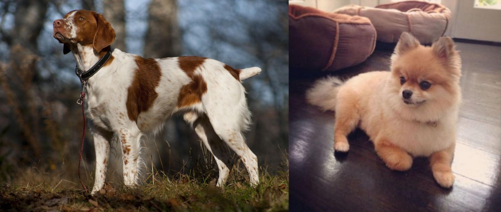 Pomeranian vs Brittany - Breed Comparison