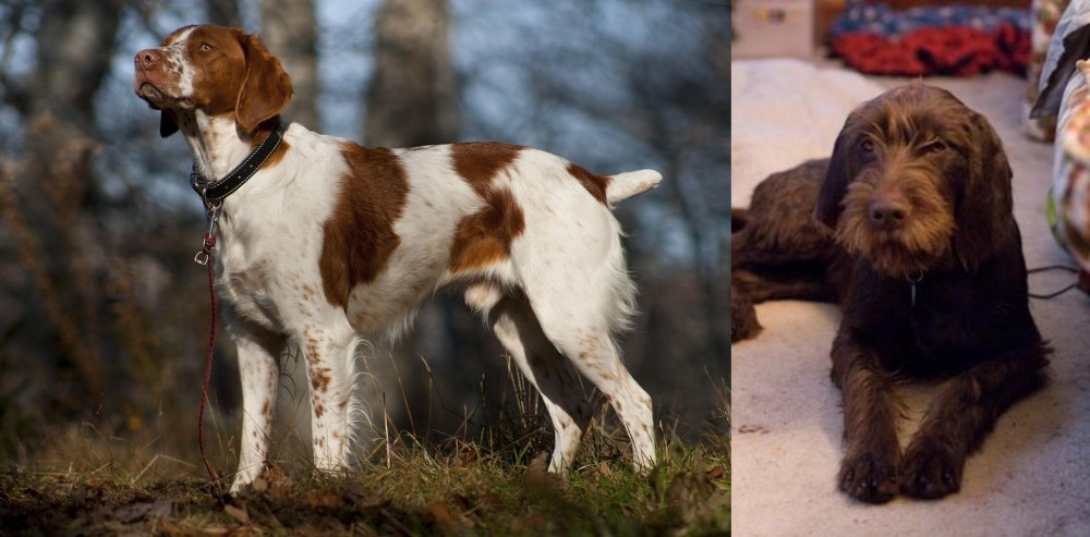 Pudelpointer vs Brittany - Breed Comparison