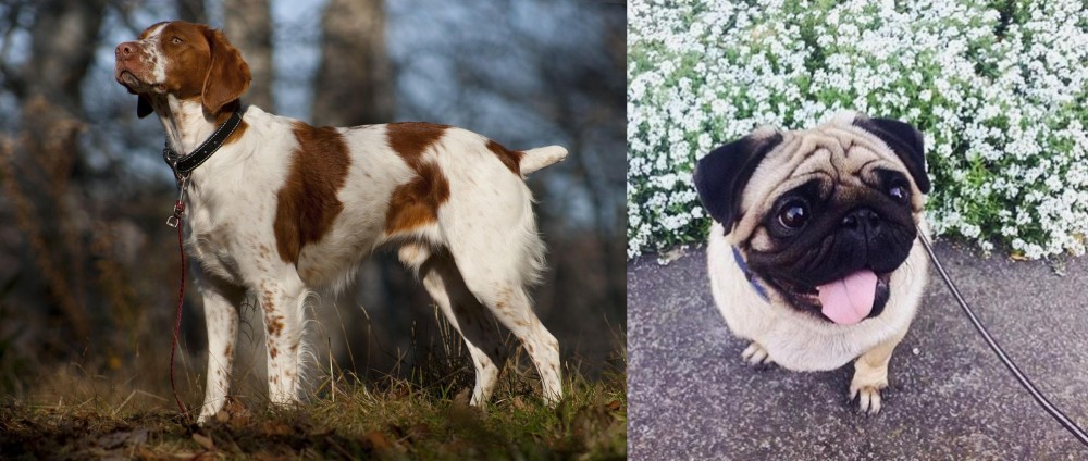 Pug vs Brittany - Breed Comparison