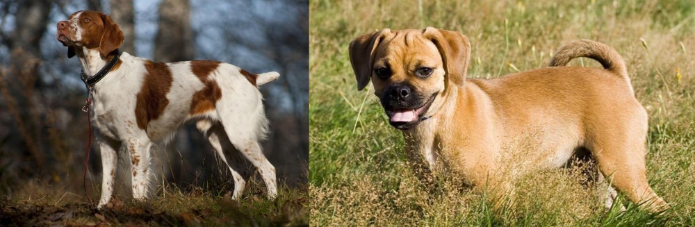 Puggle vs Brittany - Breed Comparison