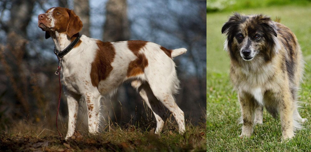 Pyrenean Shepherd vs Brittany - Breed Comparison