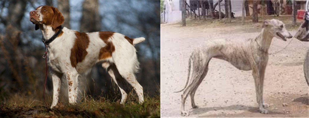 Rampur Greyhound vs Brittany - Breed Comparison
