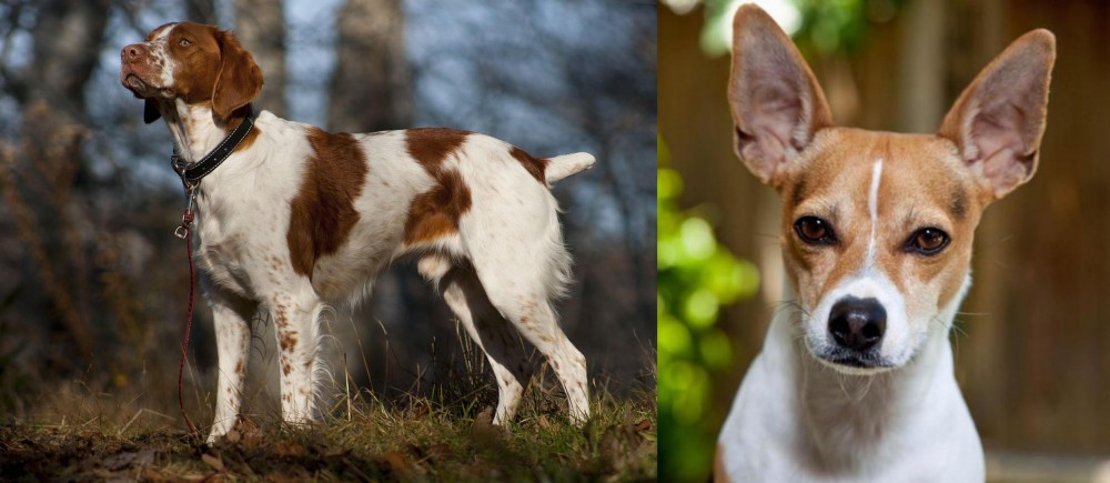 Rat Terrier vs Brittany - Breed Comparison