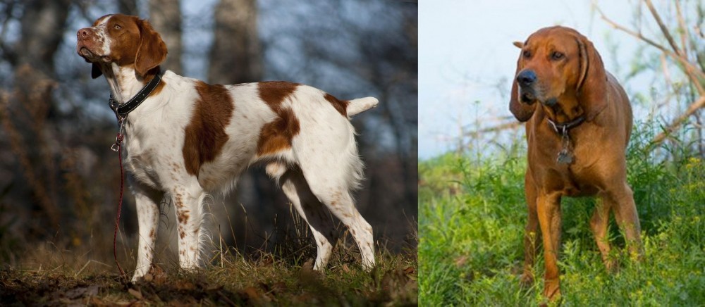Redbone Coonhound vs Brittany - Breed Comparison