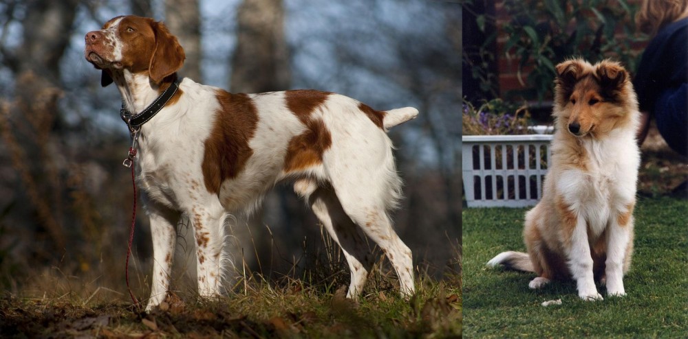 Rough Collie vs Brittany - Breed Comparison