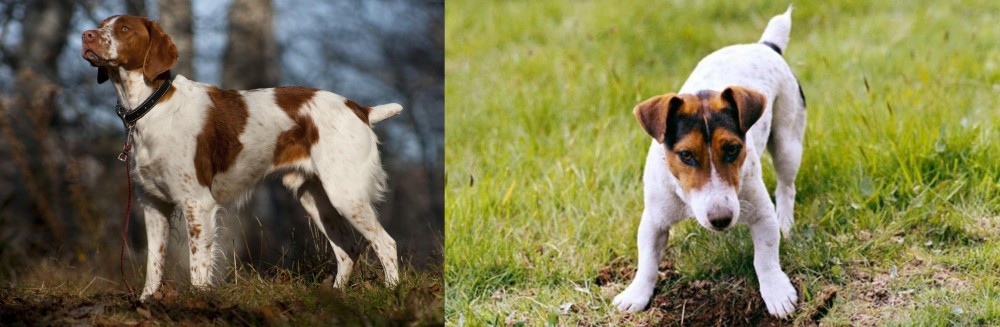 Russell Terrier vs Brittany - Breed Comparison