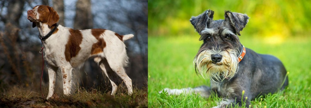 Schnauzer vs Brittany - Breed Comparison