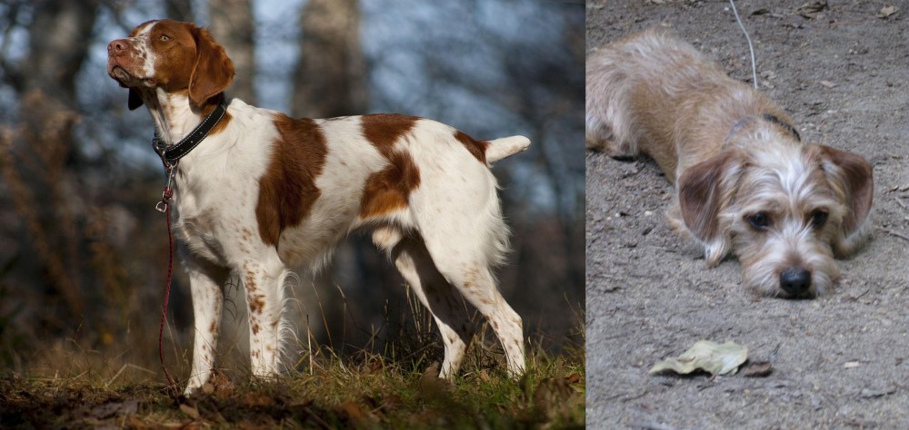 Schweenie vs Brittany - Breed Comparison