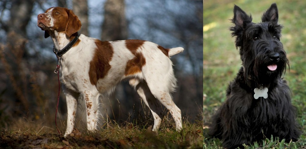 Scoland Terrier vs Brittany - Breed Comparison