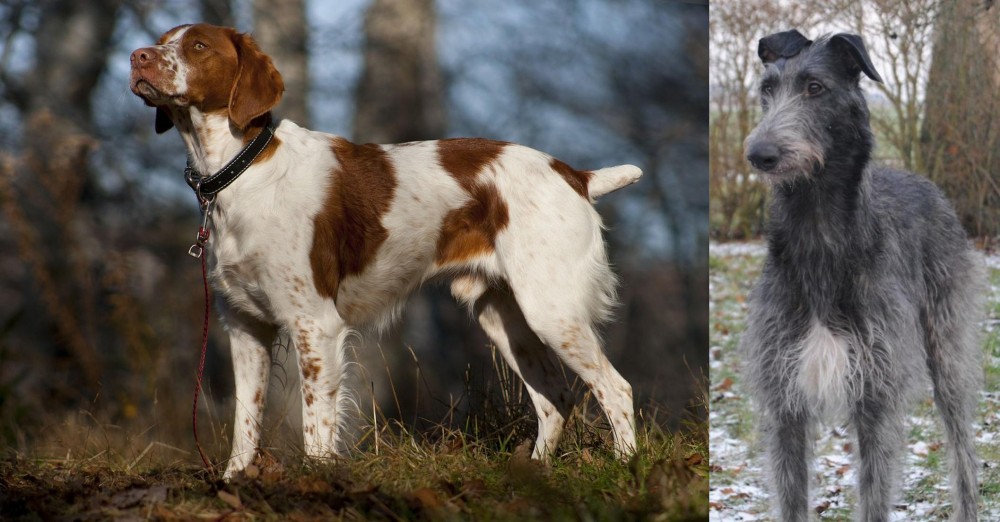 Scottish Deerhound vs Brittany - Breed Comparison