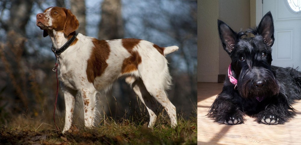 Scottish Terrier vs Brittany - Breed Comparison