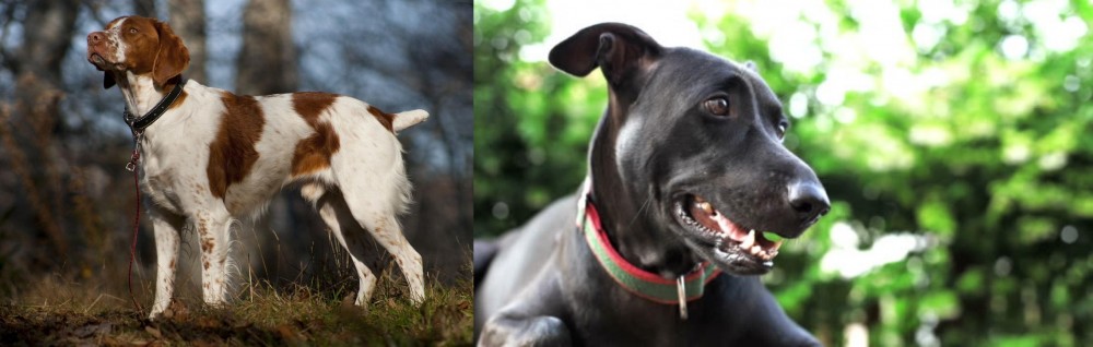 Shepard Labrador vs Brittany - Breed Comparison