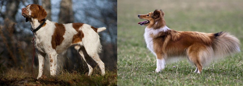 Shetland Sheepdog vs Brittany - Breed Comparison