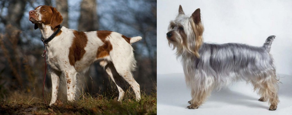 Silky Terrier vs Brittany - Breed Comparison