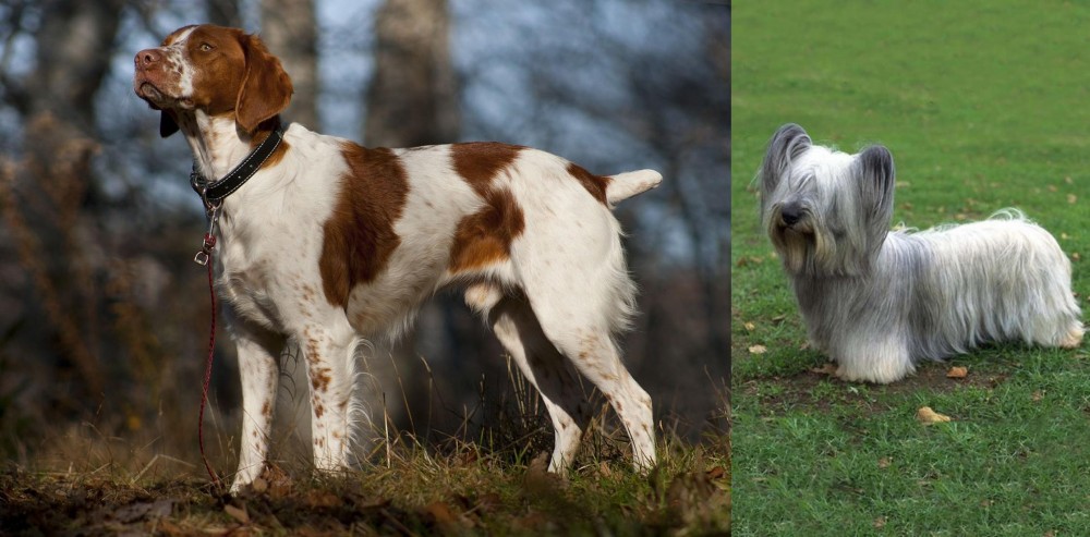 Skye Terrier vs Brittany - Breed Comparison