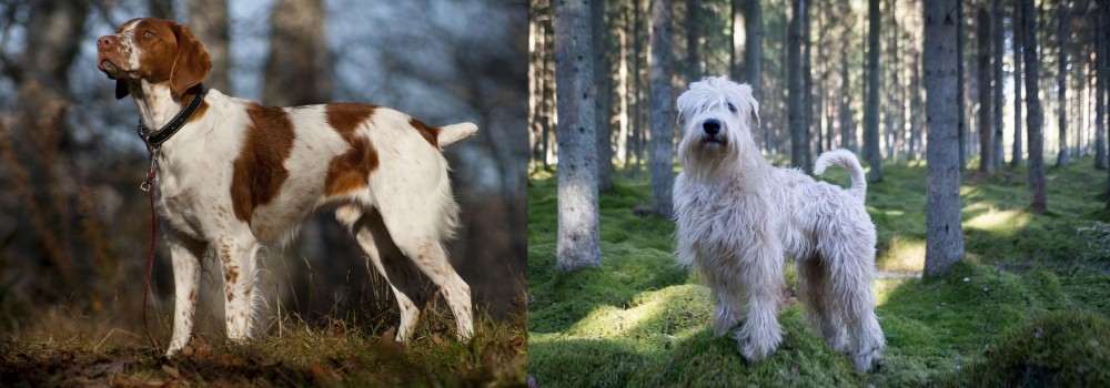 Soft-Coated Wheaten Terrier vs Brittany - Breed Comparison