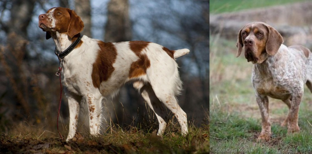 Spanish Pointer vs Brittany - Breed Comparison