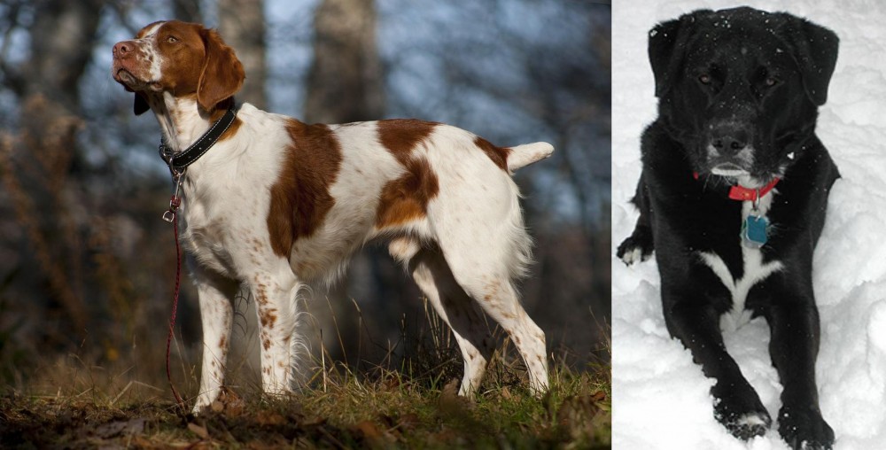 St. John's Water Dog vs Brittany - Breed Comparison