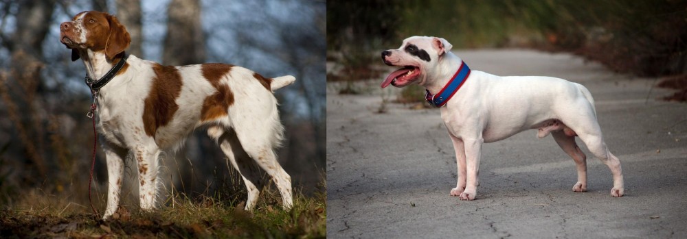 Staffordshire Bull Terrier vs Brittany - Breed Comparison
