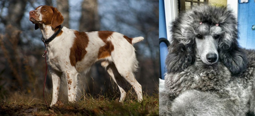 Standard Poodle vs Brittany - Breed Comparison