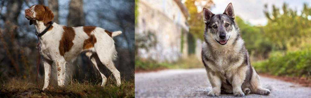Swedish Vallhund vs Brittany - Breed Comparison