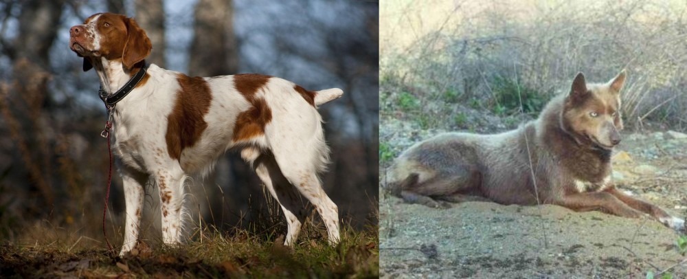 Tahltan Bear Dog vs Brittany - Breed Comparison