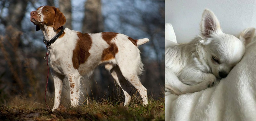 Tea Cup Chihuahua vs Brittany - Breed Comparison